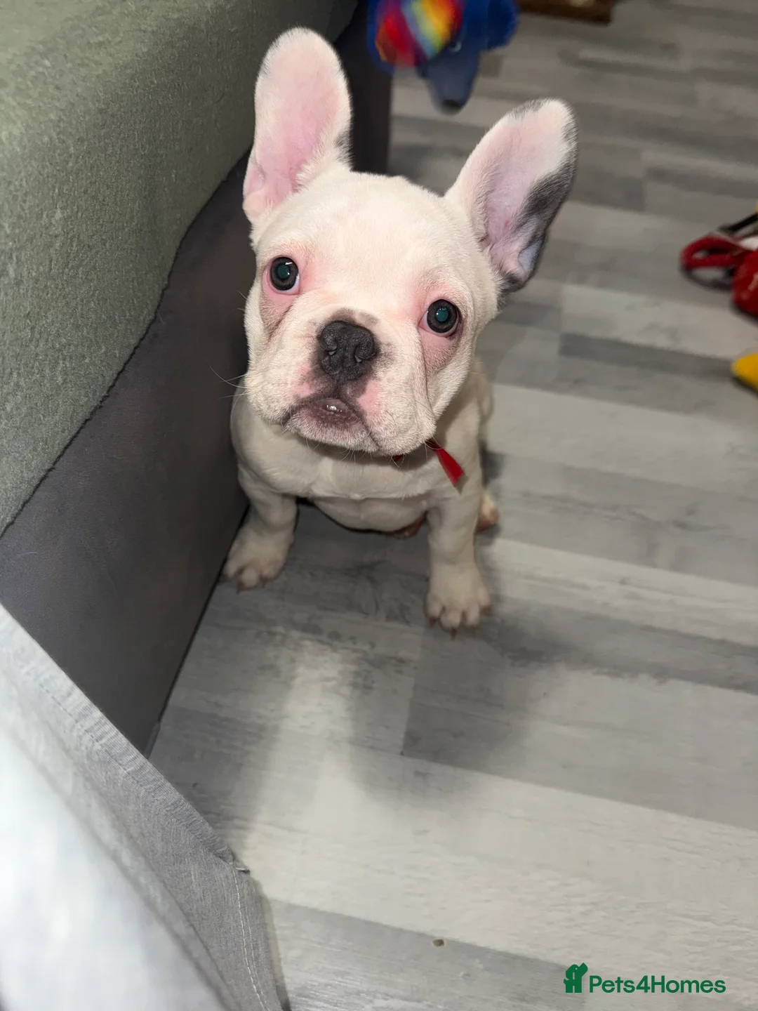 French Bulldog dogs for sale: 2 female French Bulldog –14 weeks old💙 🐾 - Advert 3