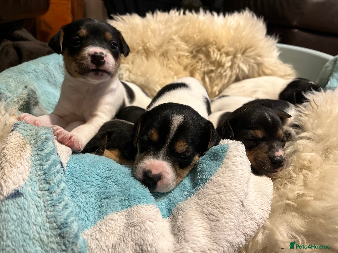 Jack Russell dogs for sale: Jack Russell puppies for sale - Advert 9