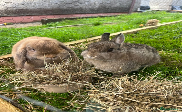 Mixed Breed rabbits - Advert 2