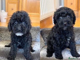 Toy Poodle dogs Stunning Toy Poodles - Advert 1