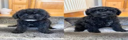 Toy Poodle dogs for sale: Stunning Toy Poodles  - Advert 1