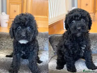 Toy Poodle dogs Stunning Toy Poodles - Advert 15