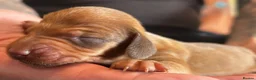Dachshund dogs for sale: QUALITY KC STANDARD SMOOTH DAHSHUNDS  - Advert 11