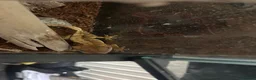 Gecko reptiles for sale: Crested Gecko in Sheerness - Advert 1