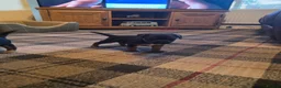 Border Terrier dogs for sale: Border terrier puppies  - Advert 16