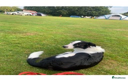 Border Collie dogs for stud: Beautiful border collie for stud -proven in Southampton - Image 3