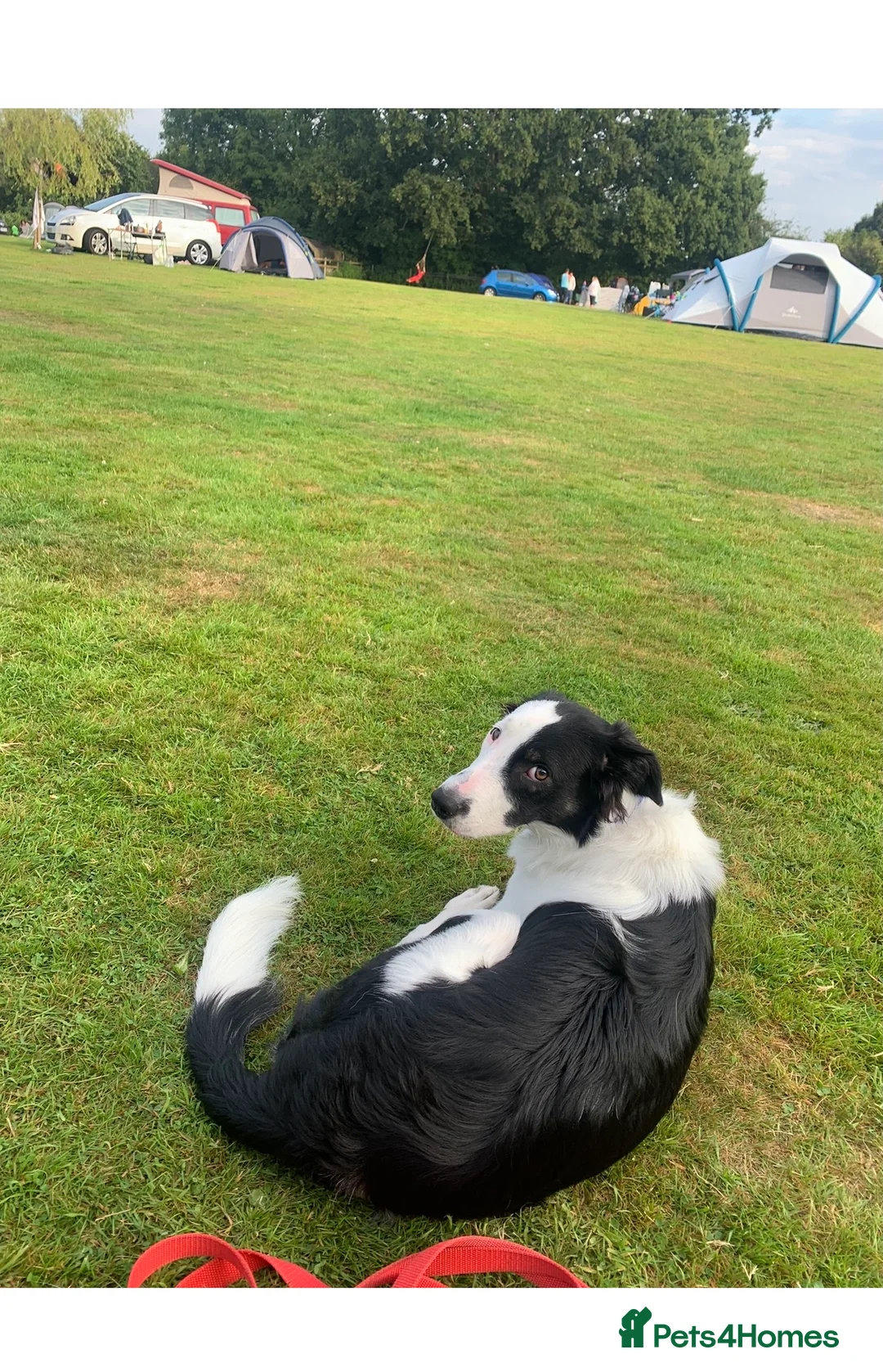 Border Collie dogs for stud: Beautiful border collie for stud -proven in Southampton - Advert 3