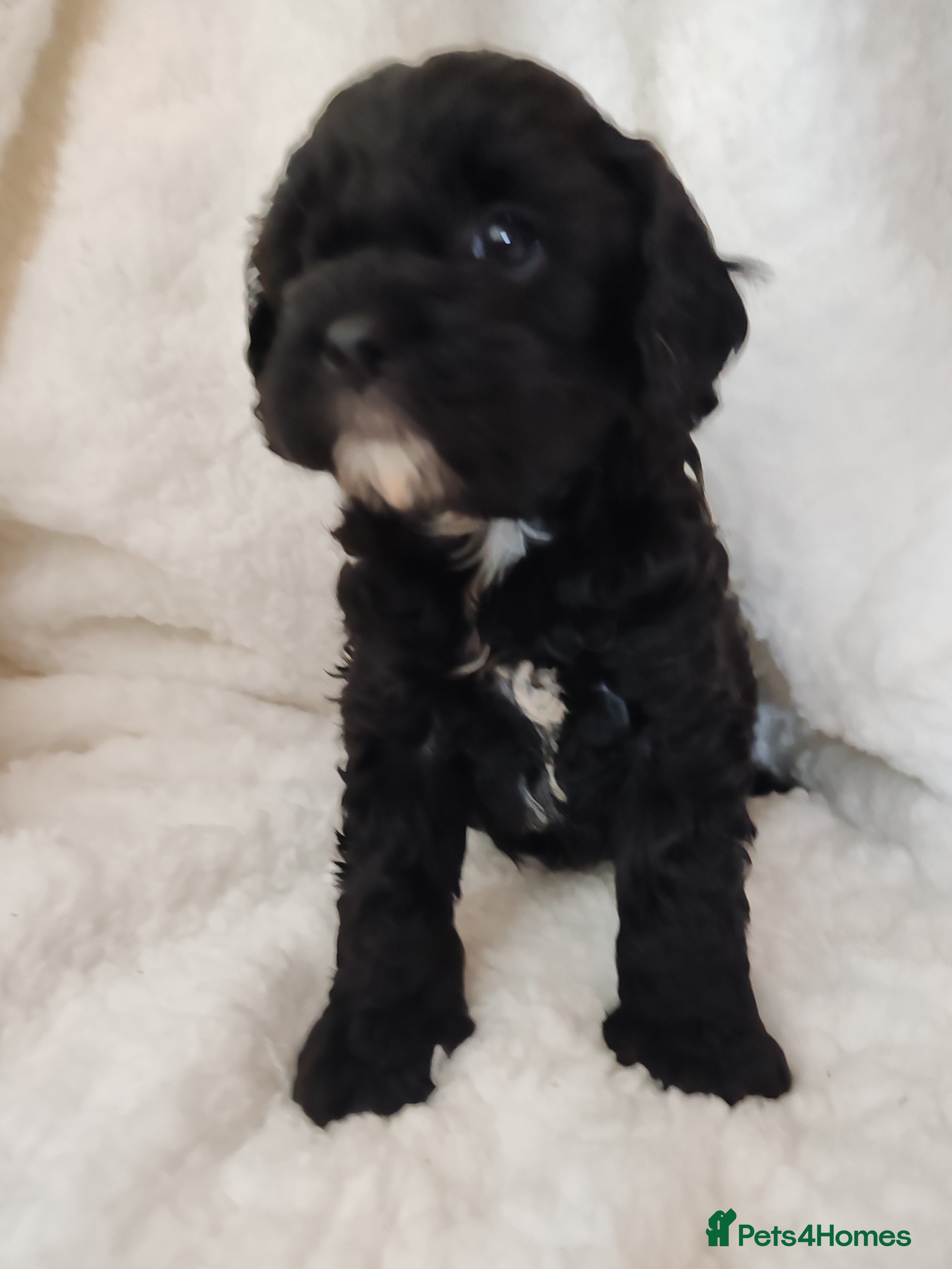 Cavapoo dogs F1 Cavapoo - Advert 5