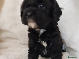 Cavapoo dogs F1 Cavapoo - Advert 3