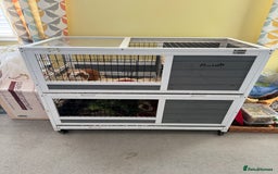 Guinea Pig rodents for sale: Four female guinea pigs and hutch for sale - Image 6