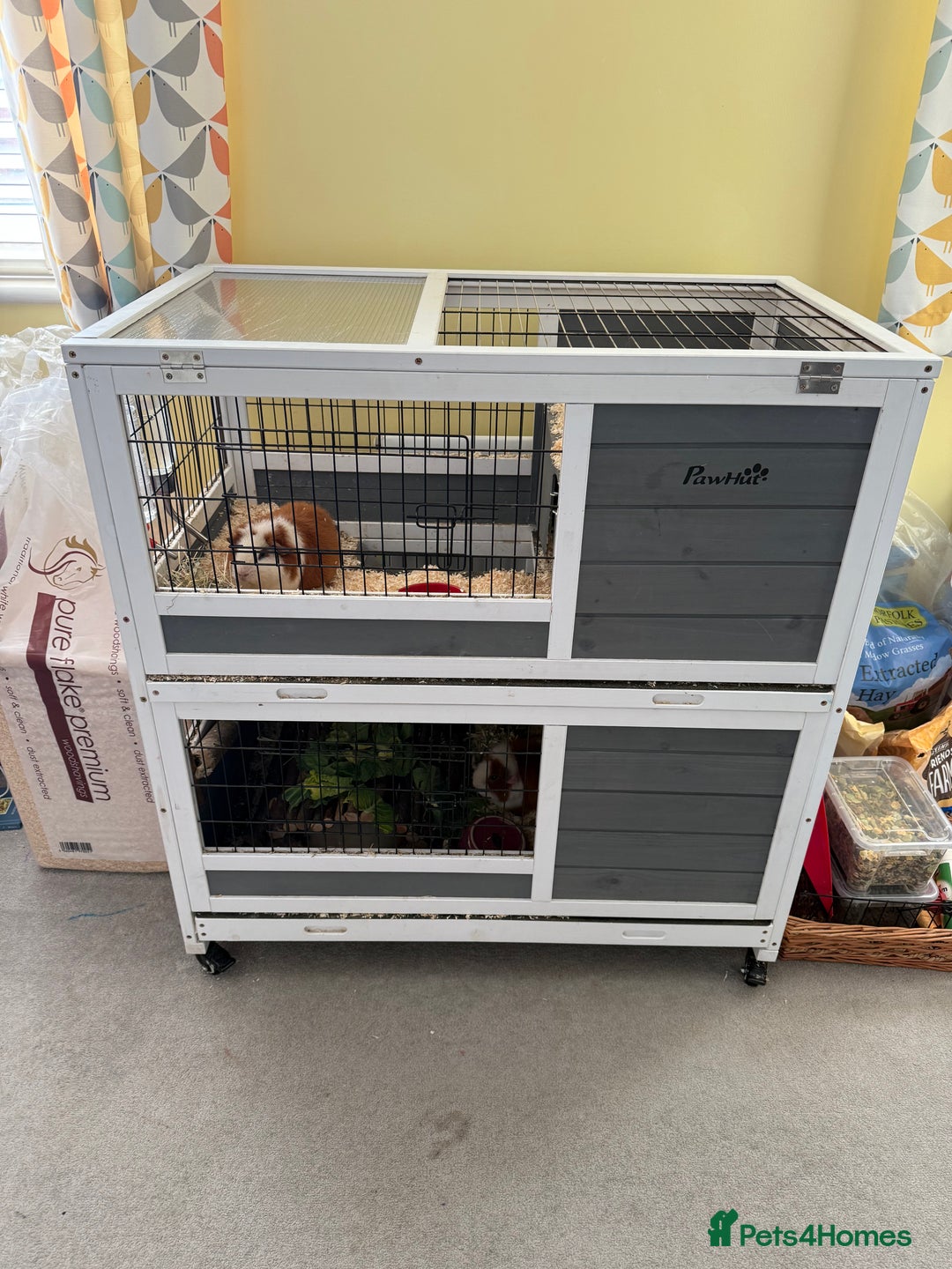 Guinea Pig rodents for sale: Four female guinea pigs and hutch for sale - Image 6