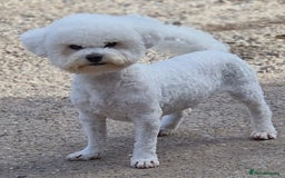 Poochon dogs for sale: 💥STUNNING H/TESTED F1 POOCHON PUPPIES FOR SALE💥 - Image 8