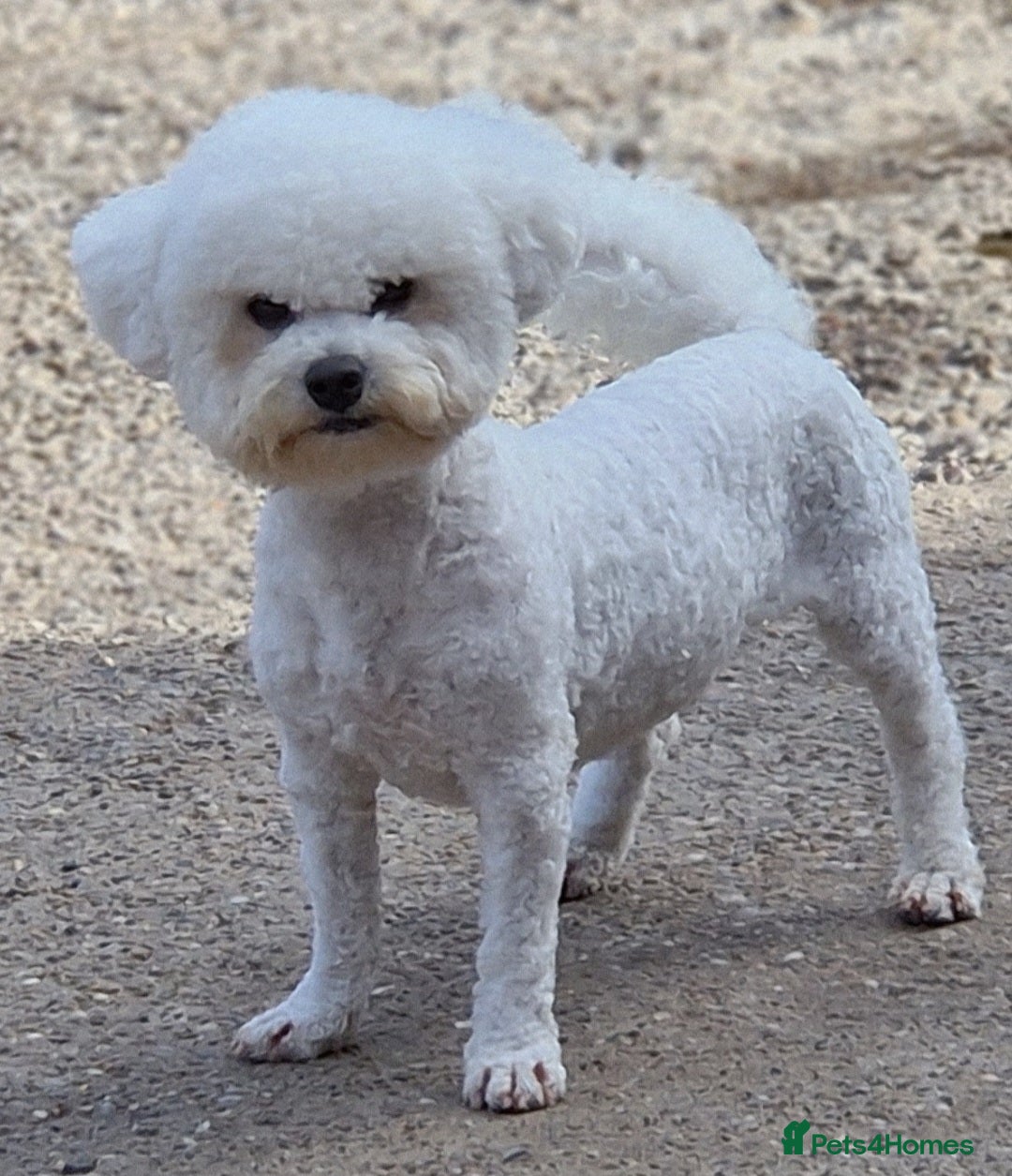 Poochon dogs for sale: 💥STUNNING H/TESTED F1 POOCHON PUPPIES FOR SALE💥 - Image 8
