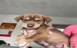 Mixed Breed dogs for sale: Husky x cocker spaniel puppies  - Image 5
