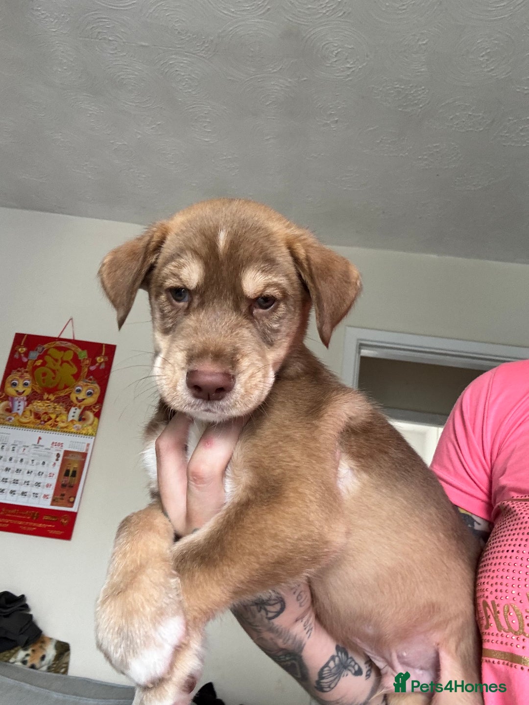 Mixed Breed dogs for sale: Husky x cocker spaniel puppies  - Image 5