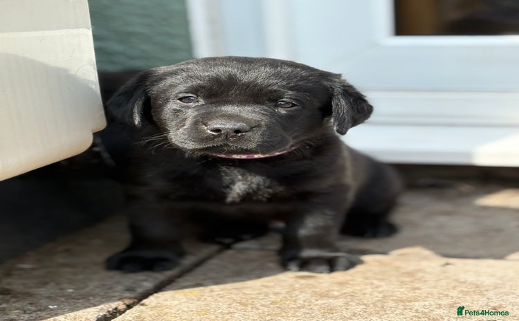 Labrador Retriever dogs - Advert 3
