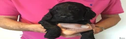 Cockapoo dogs for sale: Outstanding F1 Cockapoos in Wetherby - Advert 8
