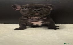 French Bulldog dogs for sale: Beautiful french bulldog puppies  - Advert 9