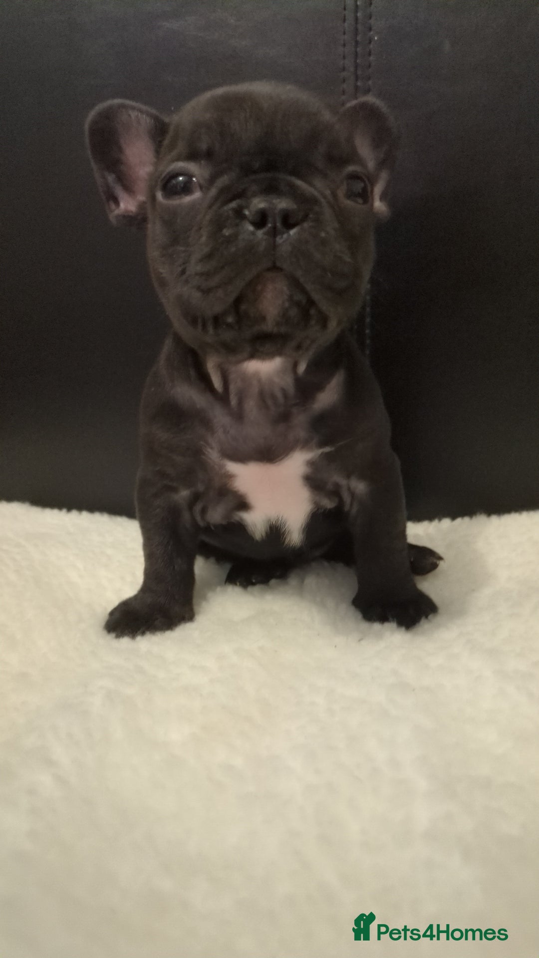French Bulldog dogs for sale: Beautiful french bulldog puppies  - Advert 9