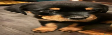 Rottweiler Puppy 4