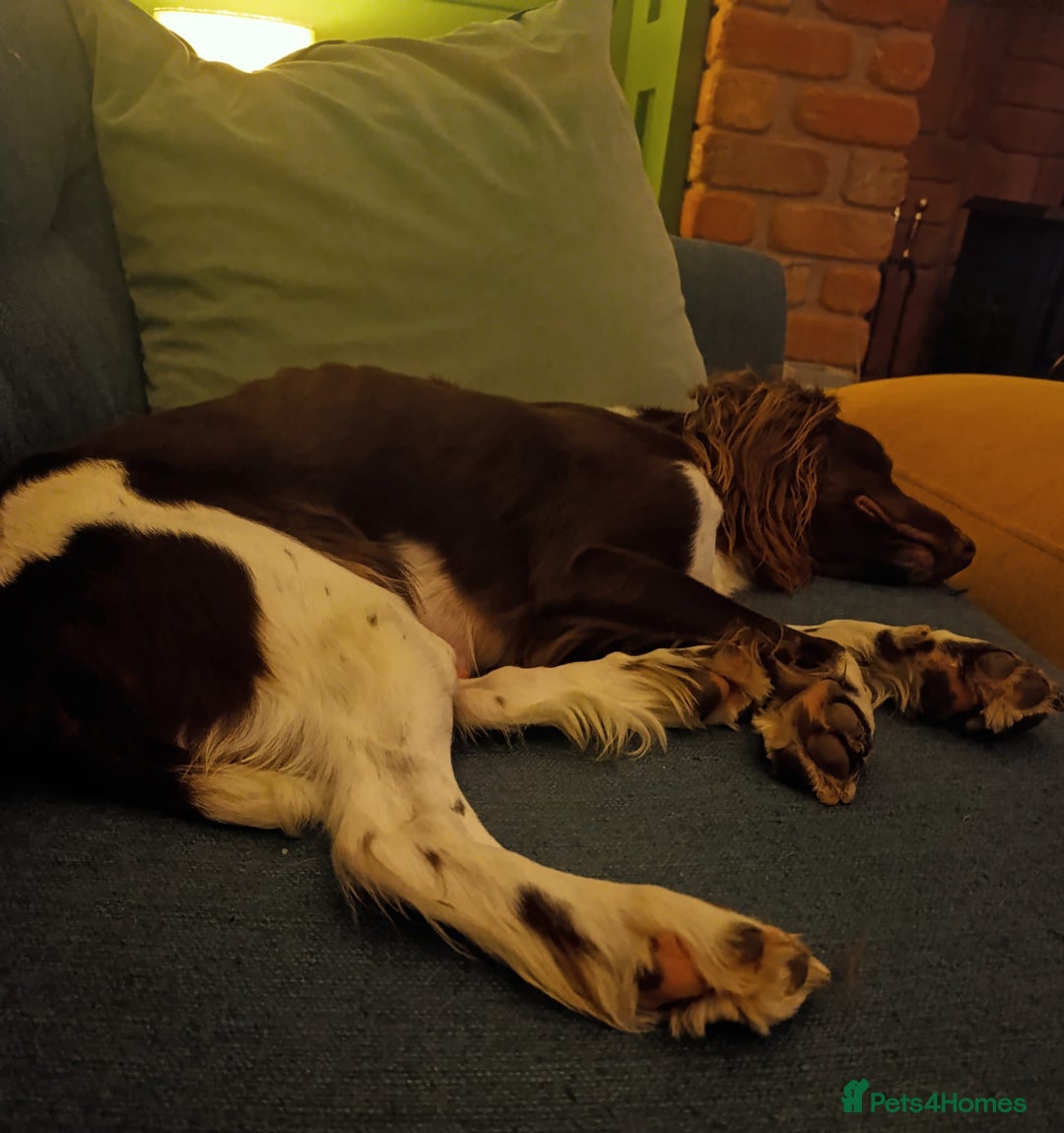 English Springer Spaniel dogs for sale: Working bred KC English Springer Spaniels puppies  - Image 34