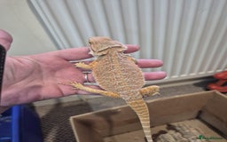 Bearded Dragon reptiles for sale: 🔥🔥🔥 BABY BEARDED DRAGONS 🔥🔥🔥 4 LEFT 🔥🔥 - Image 28