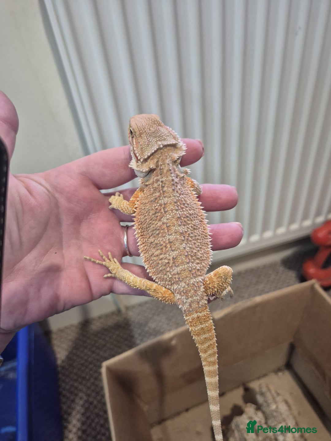 Bearded Dragon reptiles for sale: 🔥🔥🔥 BABY BEARDED DRAGONS 🔥🔥🔥 4 LEFT 🔥🔥 - Image 28