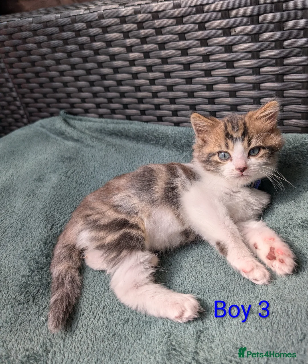 Siberian cats for sale: Siberian crossed kittens  - Advert 7