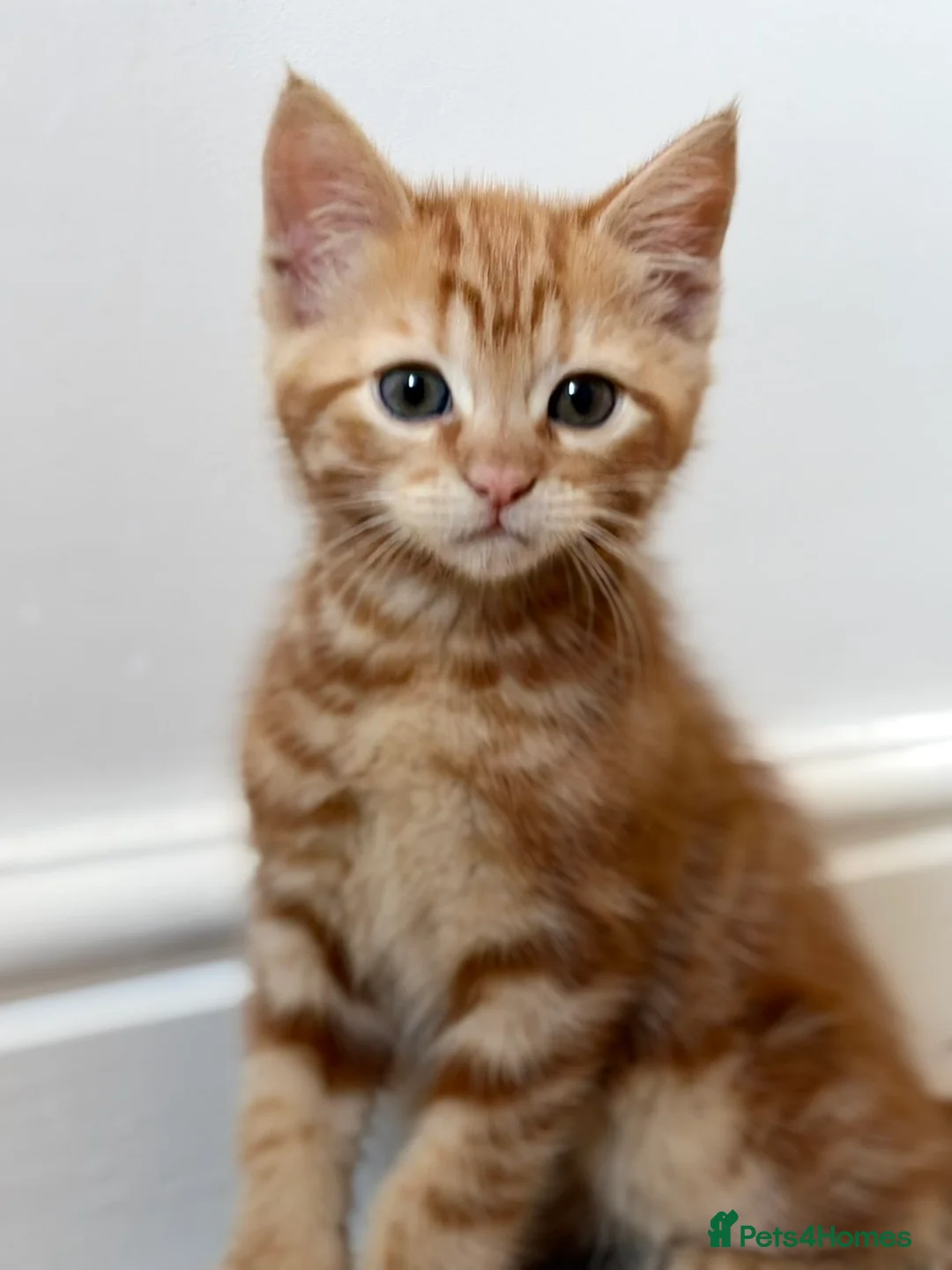 Ragdoll cats for sale: 3 cute and playful kitties  in Banbury - Advert 22