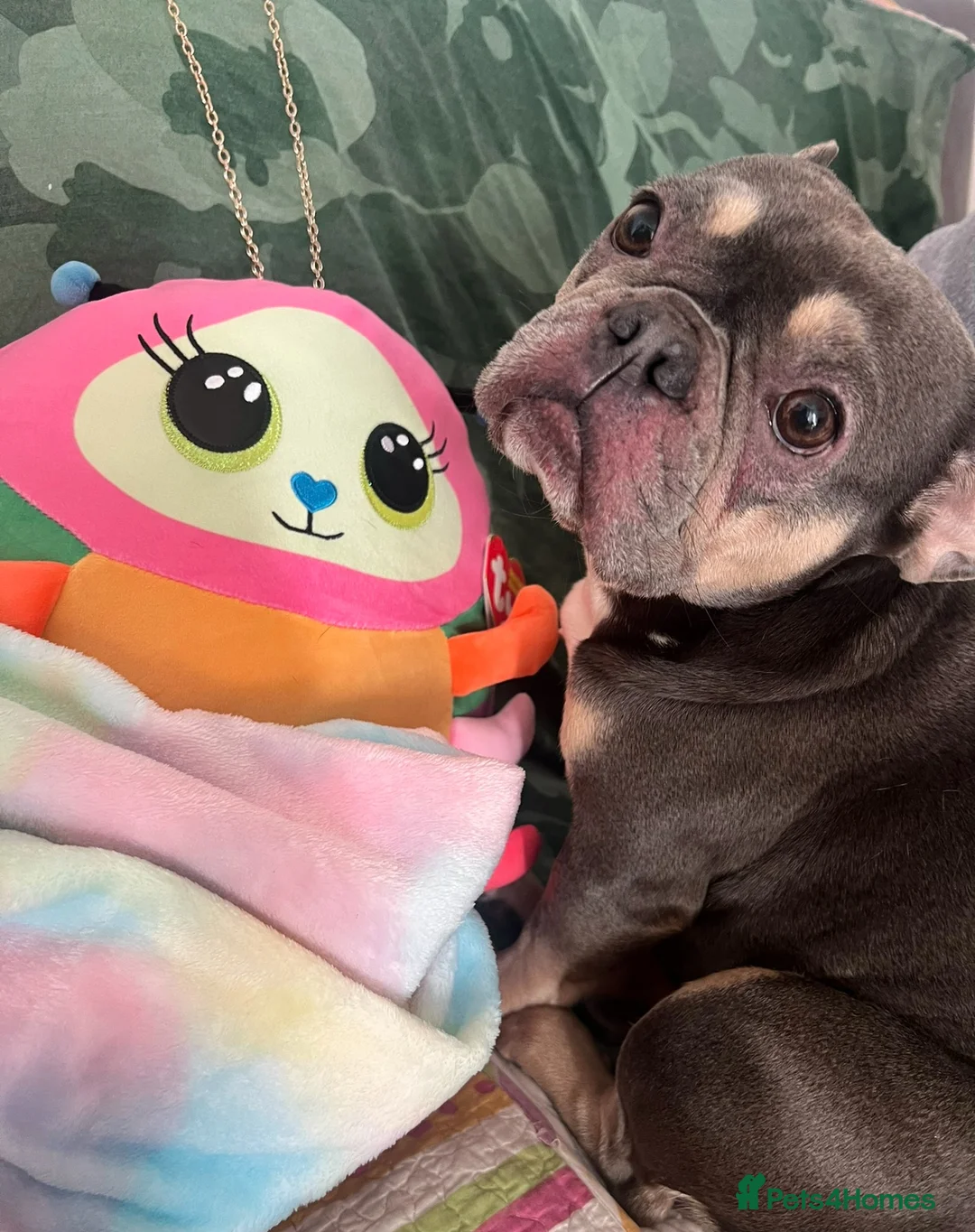 French Bulldog dogs for sale: Female French Bulldog - Advert 3