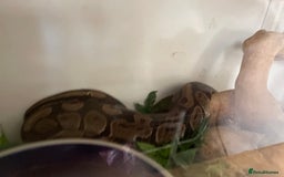 Python Snake reptiles for sale: Royal python with cage - Image 3
