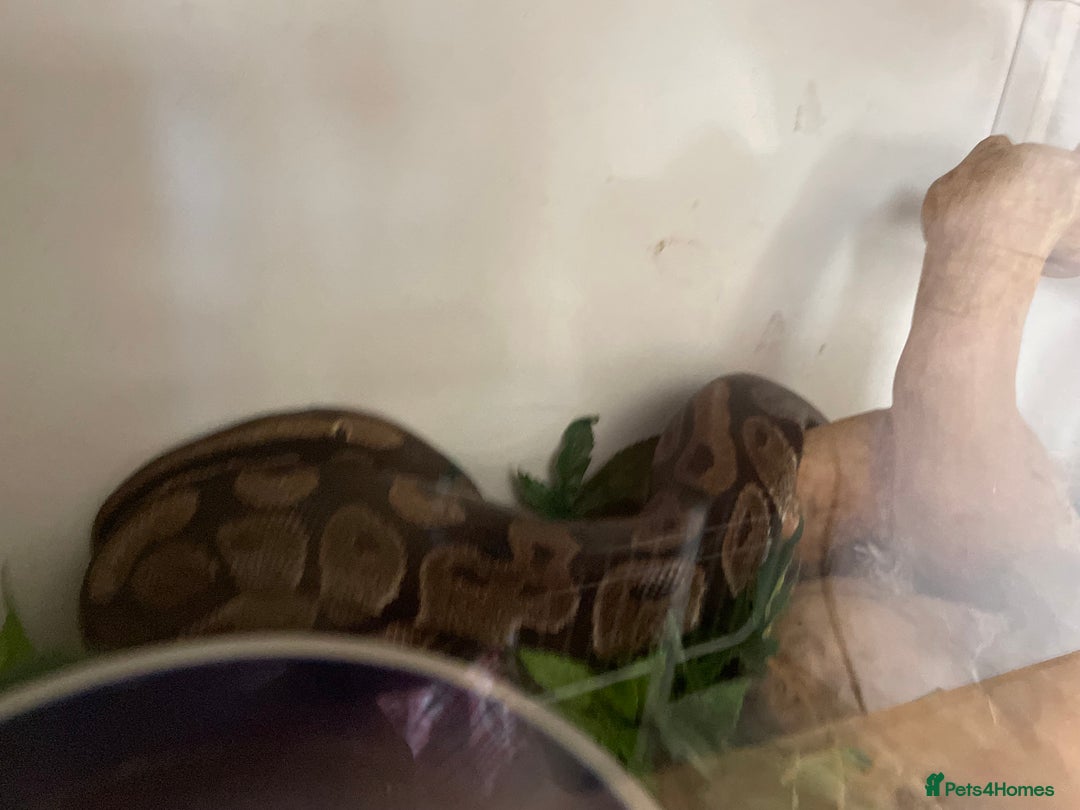 Python Snake reptiles for sale: Royal python with cage - Image 3
