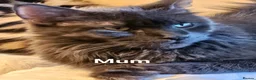 Maine Coon cats for sale: NEW PRICE Registered Blue Pedigree Maine coon baby - Advert 29