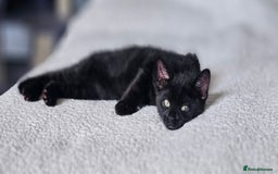 Mixed Breed cats for sale: Black and grey kitten - Image 3