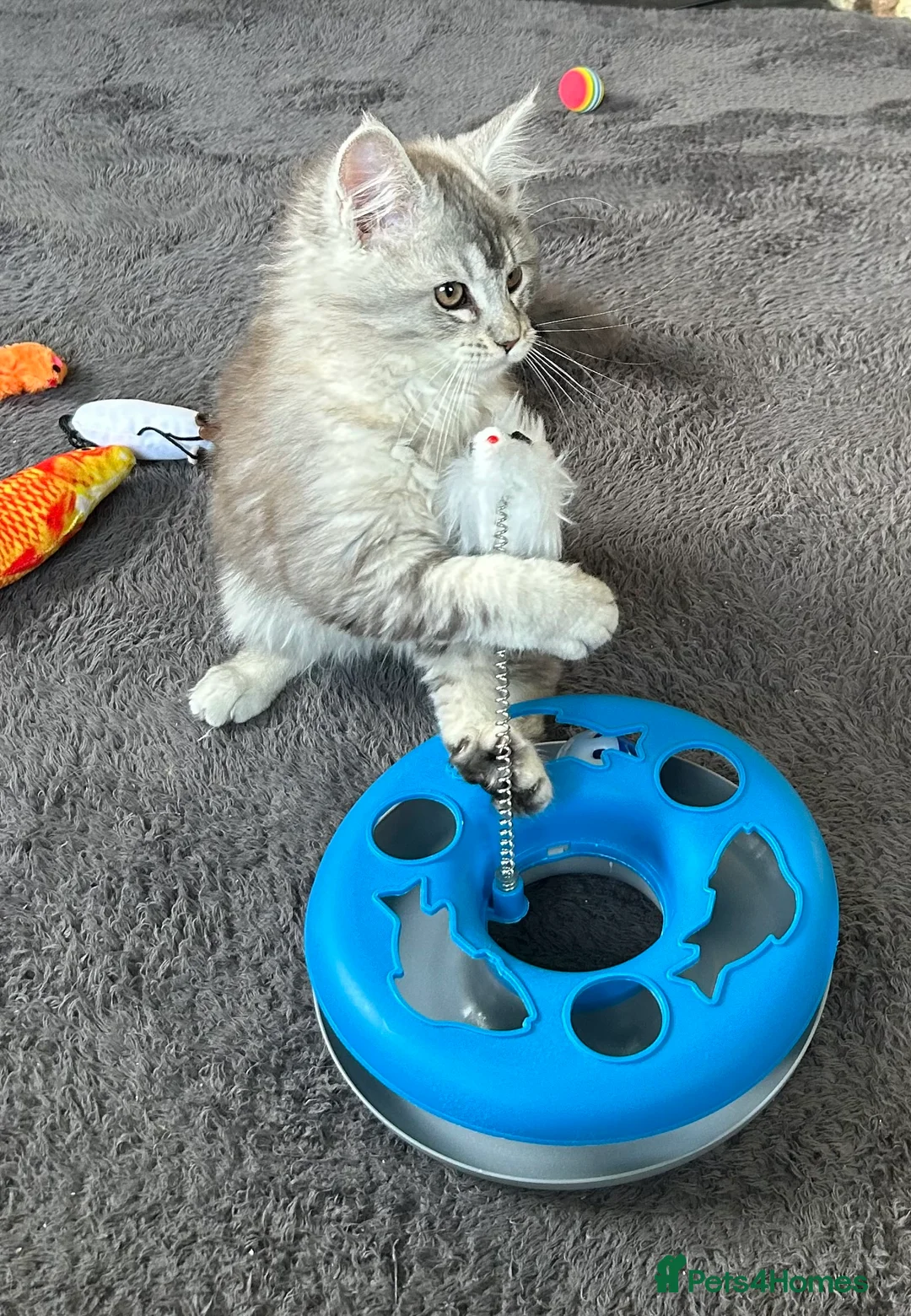 Maine Coon cats for sale: Tica Registered female Maine Coon kittens - Advert 5