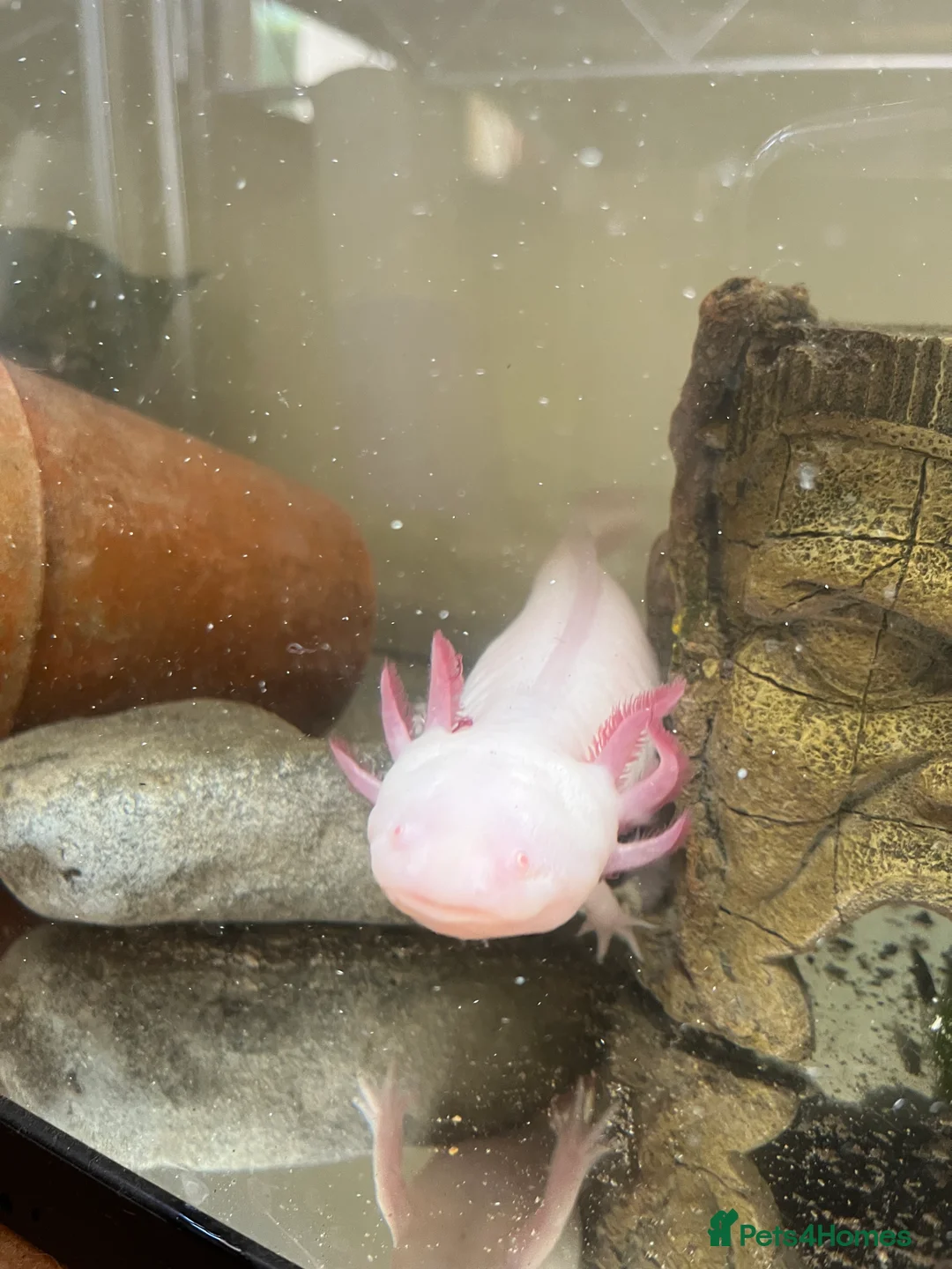 Axolotl reptiles for sale: Adult albino female axolotl for good home - Advert 3
