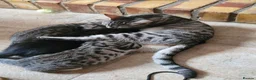 Domestic Shorthair cats for sale: Kittens in Grimsby - Advert 4
