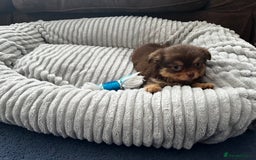 Chihuahua dogs for sale: *** Amazing quality very small Chihuahua’s *** - Image 16