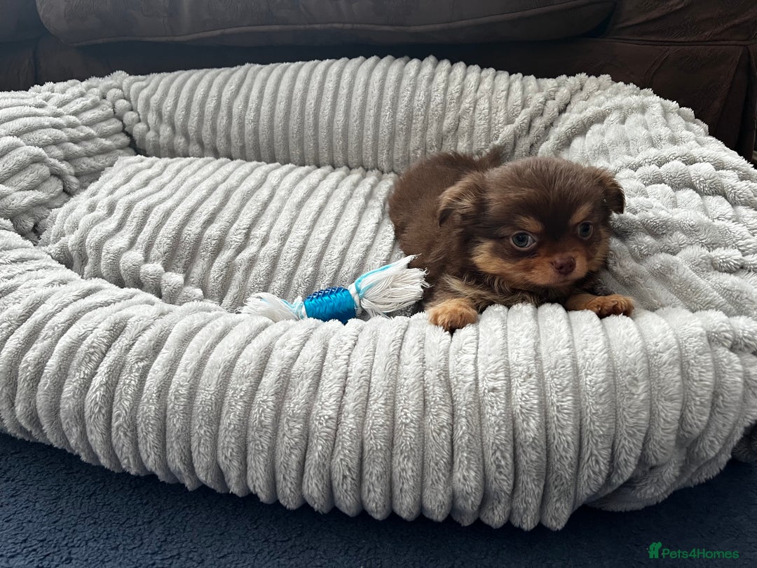 Chihuahua dogs for sale: *** Amazing quality very small Chihuahua’s *** - Image 16