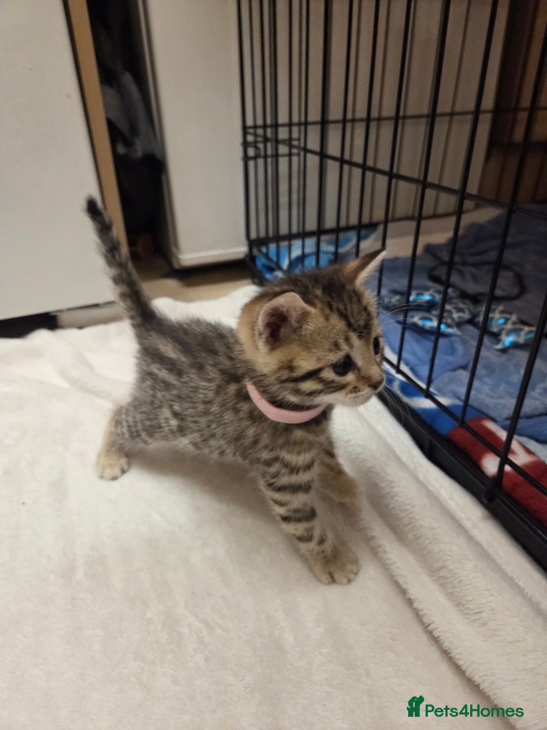 Bengal cats for sale: Beautiful 1/2 bengal kittens - Image 25