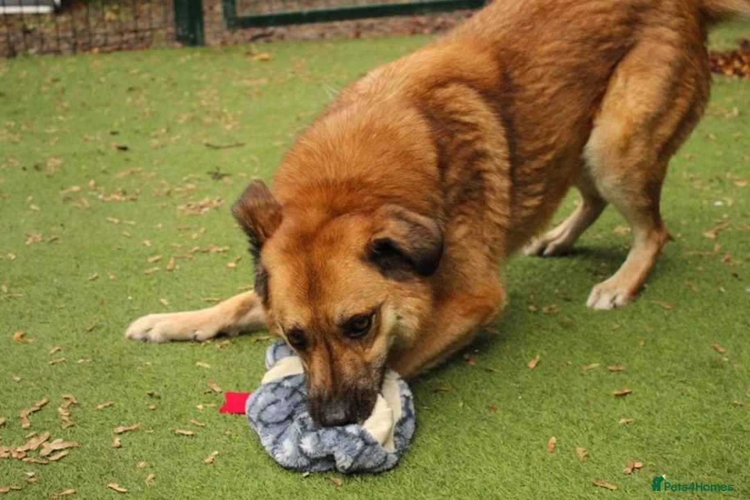 Mixed Breed dogs for adoption: Aladdin is looking for his forever home! - Advert 4