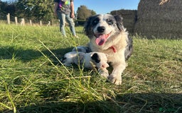 Border Collie dogs for sale: Blue Merle Border Collie Puppies - Image 14