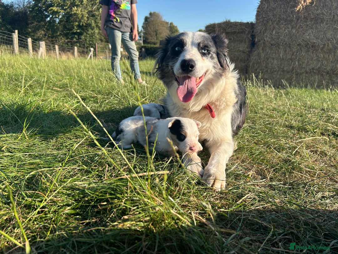Border Collie dogs for sale: Blue Merle Border Collie Puppies - Image 14