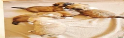 Lhasa Apso dogs for sale: Adorable Lhasa Apso Puppies  - Advert 6