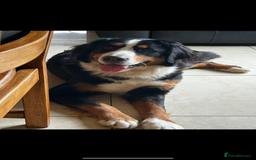 Bernese Mountain Dog dogs for sale: Bernese mountain dogs - Image 8