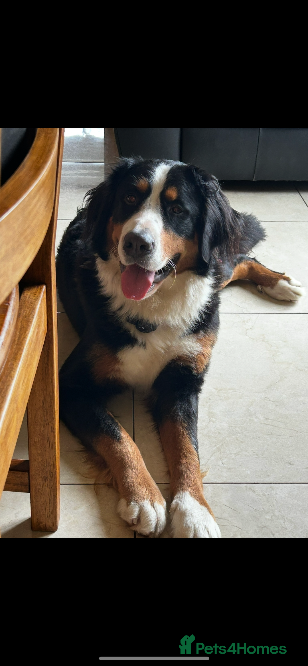 Bernese Mountain Dog dogs for sale: Bernese mountain dogs - Image 8