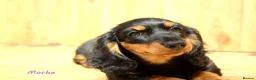 Miniature Dachshund dogs for sale: 🌟Dapple & Black Tan PRA Clear KC reg – June 26🌟 - Advert 14