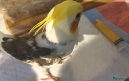 Cockatiels birds for sale: 1 res** 3 hand reared baby cockatiels in Plymouth  - Image 4