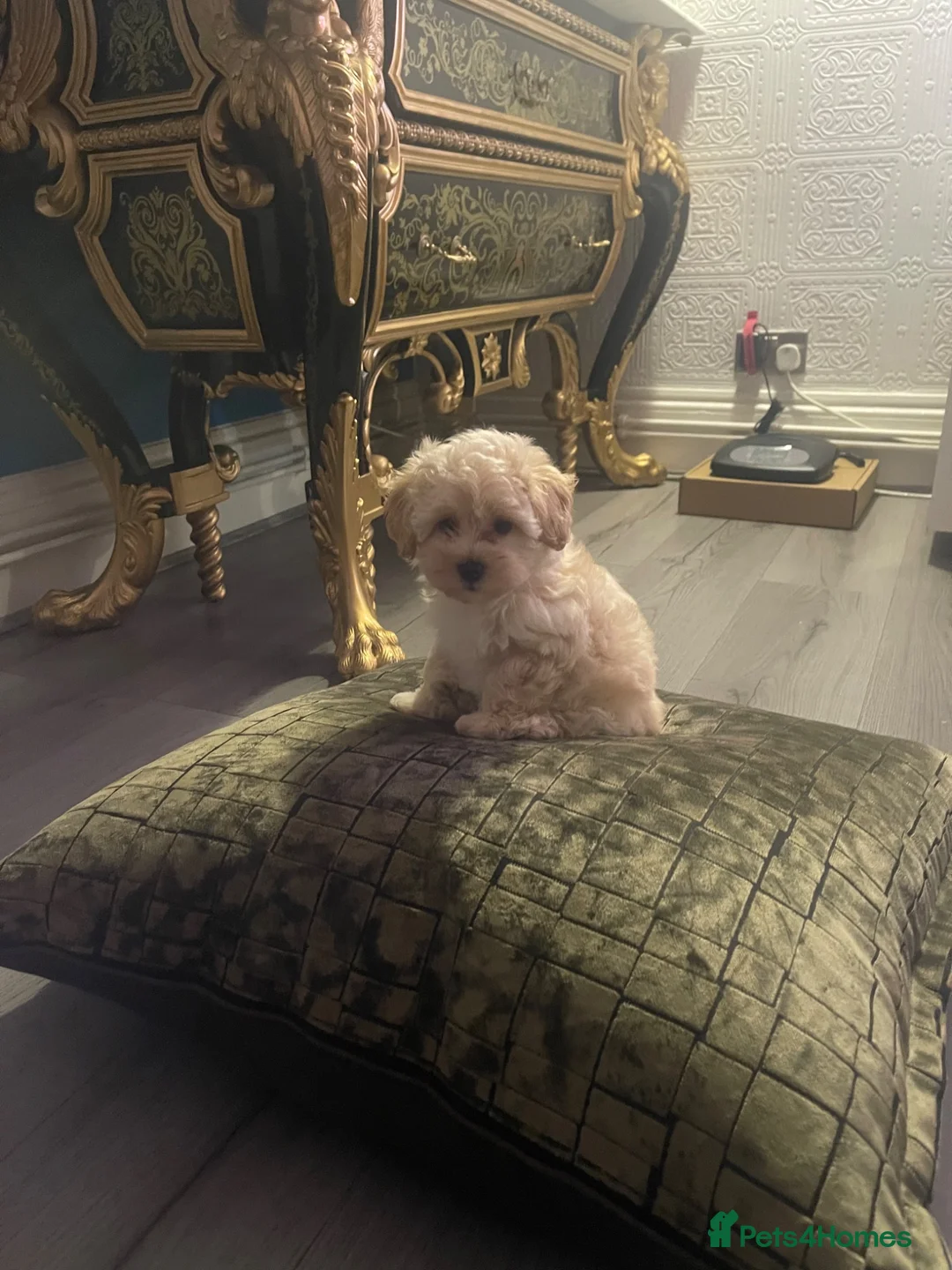 Maltipoo dogs for sale: Toy Maltipoos  - Advert 1