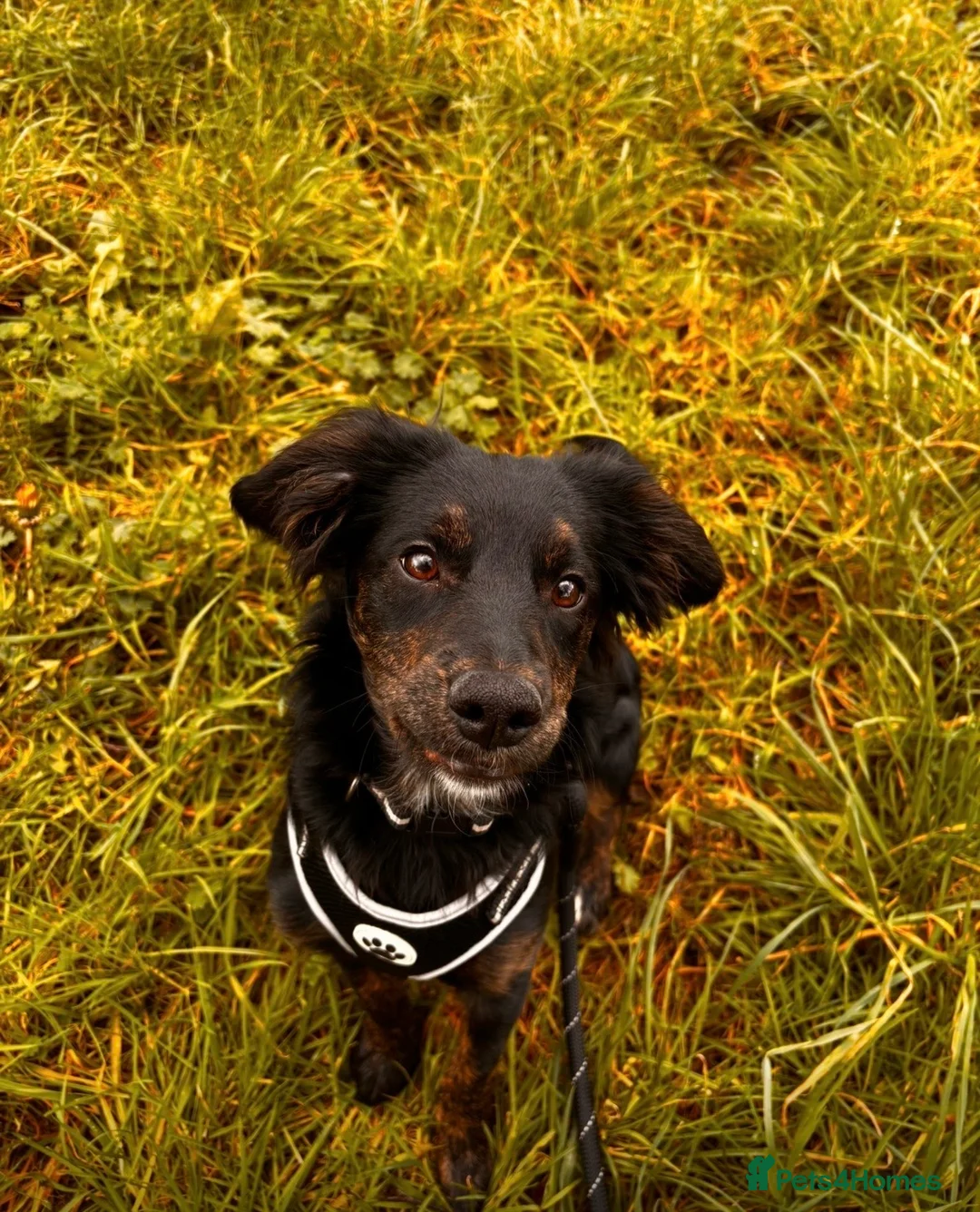 Mixed Breed dogs for sale: Beautiful collie cross cockerpoo  - Advert 11